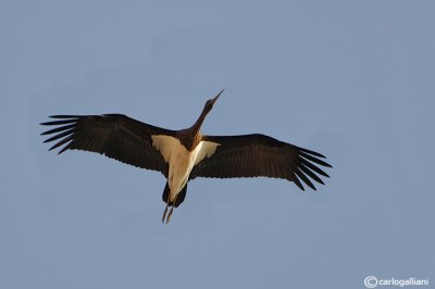 Cicogna nera-Black Stork (Ciconia nigra)