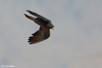Falco unicolore (Falco concolor)