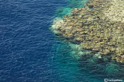 Ras Mohammed-la barriera corallina