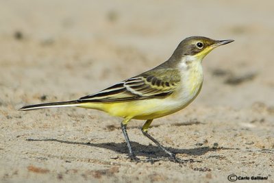 Cutrettola-Yellow Wagtail (Motacilla flava)