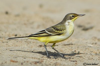 Cutrettola-Yellow Wagtail  (Motacilla flava)