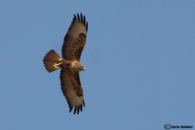 Poiana steppe (Buteo buteo vulpinus)