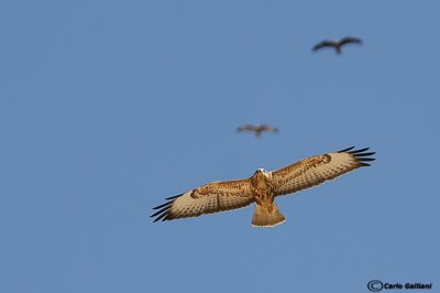 Poiana steppe (Buteo buteo vulpinus)