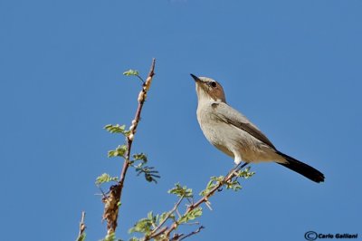 Codinero (Cercomela melanura)