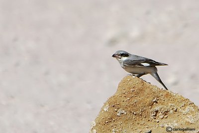 Averla cenerina- Lesser Grey Shrike(Lanius minor)