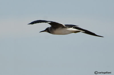 Gabbiano occhibianchi -White-eyed Gull (Larus leucophtalmus)