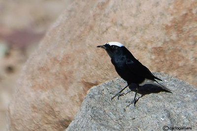 Monachella testabianca -White-crowned Black Wheatear(Oenanthe leucopyga)