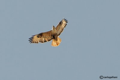 Poiana codabianca -Long-legged Buzzard (Buteo rufinus)