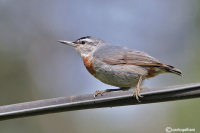Picchio muratore di Krüper-Krueper's Nuthatch (Sitta krueperi)