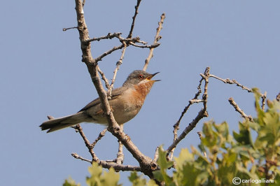 Sterpazzolina-Subalpine Warbler (Sylvia cantillans)