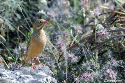 Ortolano- Ortolan Bunting (Emberiza hortulana)