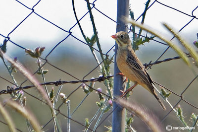 Ortolano- Ortolan Bunting (Emberiza hortulana)