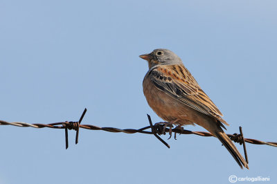 Ortolano grigio -Cretzschmar's Bunting (Emberiza caesia)