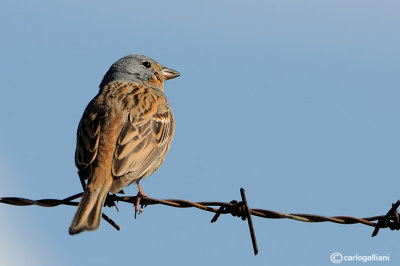 Ortolano grigio -Cretzschmar's Bunting (Emberiza caesia)