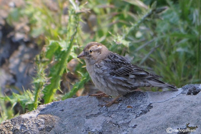 Passera lagia -Rock Sparrow)Petronia petronia)