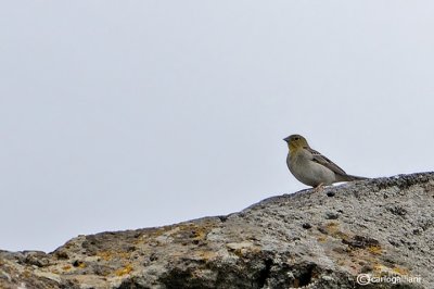 Zigolo cenerino- Cinereous Bunting (Emberiza cineracea)