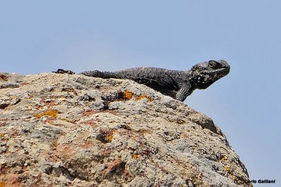 Stellione-Starred Agama  (Agama stellio)