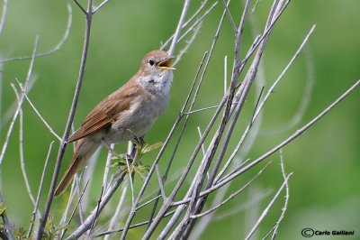 Usignolo-Common Nightingale (Luscinia megarhynchos)