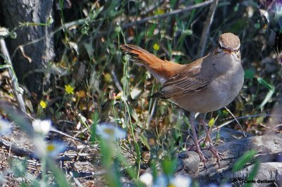 Usignolo d'Africa-Rufous-tailed Scrub Robin (Cercotrichas galactotes)