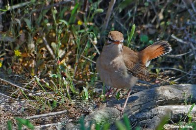 Usignolo d'Africa-Rufous-tailed Scrub Robin (Cercotrichas galactotes)