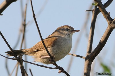 Usignolo di fiume-Cetti's Warbler (Cettia cetti)