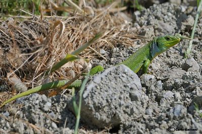 Ramarro gigante -Balkan Green Lizard (Lacerta trilineata)