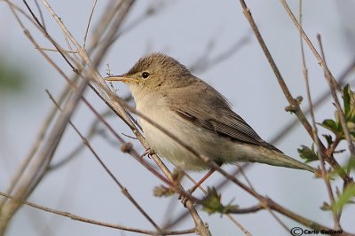 Canapino pallido-Eastern Olivaceous Warbler