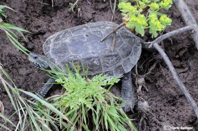 Clemmide balcanica -Balkan Terrapin ( Mauremys rivulata)