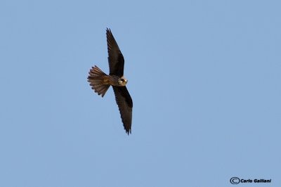 Falco della regina-Eleonora's Falcon (Falco eleonorae)
