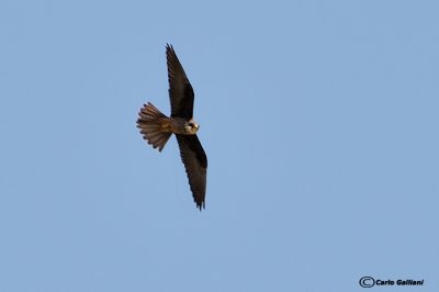 Falco della regina-Eleonora's Falcon  (Falco eleonorae)