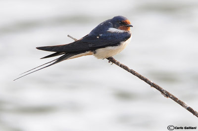 Rondine-Barn Swallow (Hirundo rustica)