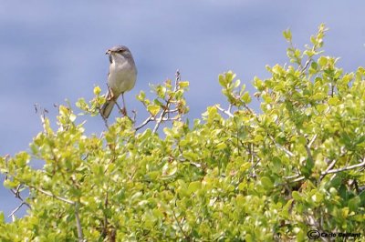 Silvia di Rppell-Rppell's Warbler (Sylvia rueppelli)