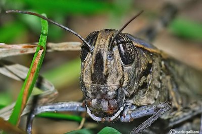 Calliptamus italicus
