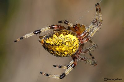 Araneus marmoreus