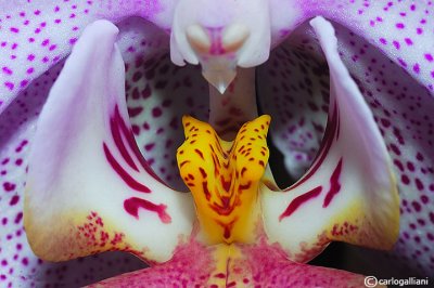 Phalaenopsis hybrid