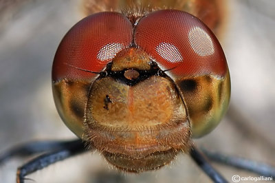 Sympetrum striolatum