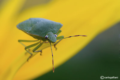 Palomena prasina