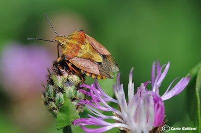 Carpocorus purpureipennis