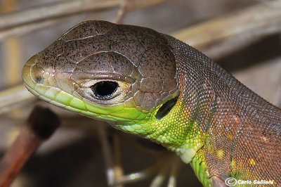 Ramarro occidentale- Western Green Lizard  (Lacerta bilineata)