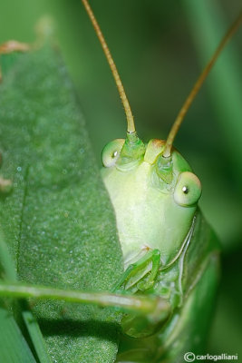 Tettigonia viridissima