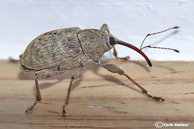 Curculio sp. nucum