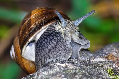 Helix pomatia