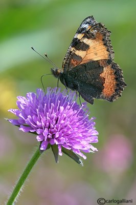 Aglais urticae