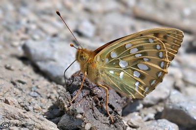 Argynnis aglaja