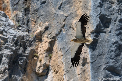 Capovaccaio- Egyptian Vulture (Neophron percnopterus)