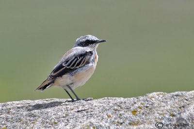 Culbianco -Northern Wheatear(Oenanthe oenanthe)
