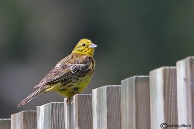 Zigolo giallo-Yellowhammer (Emberiza citrinella)