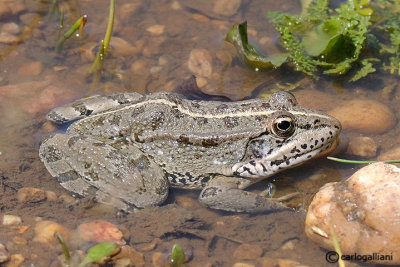 Rana verde iberica-Iberian Green Frog (Rana peretzi)