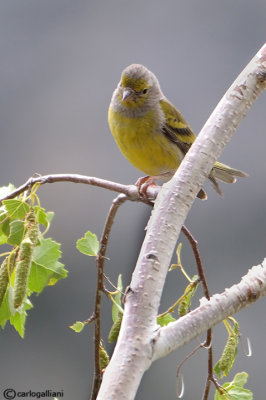 Venturone-Citril Finch (Serinus citrinella)