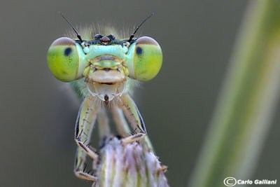 Ischnura pumilio male